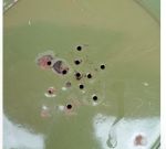 groen emaille kwispedoors